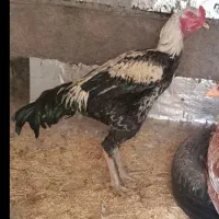 خروس لاری