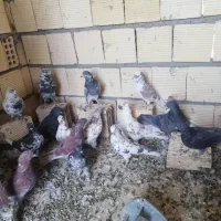 تعدادی کبوتر  تهرانی|پرنده|خمینی‌شهر, |دیوار