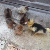جوجه های نازار و اردک مهربون