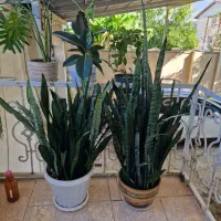 دو گلدان پر سانسورها