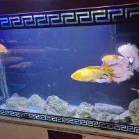 ماهی کوی|ماهی|تهران, نصرت|دیوار