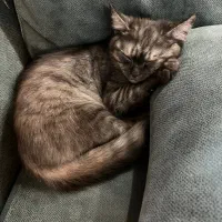 واگذاری گربه