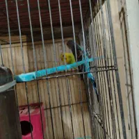 مرغ عشق|پرنده|شهرضا, |دیوار