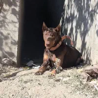 دوبرمن نگهبان