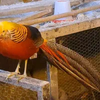 قره قاوول|حیوانات مزرعه|قائم‌شهر, |دیوار