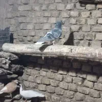 کبوتر  چادری کله سیاه|پرنده|مشکین‌دشت, |دیوار