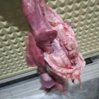 جیگر ،دنبه،کله پاچه.والایشات گوسفند وگاو|خوردنی و آشامیدنی|گالیکش, |دیوار