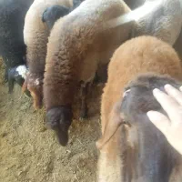 بره های نر سالم و سرحال