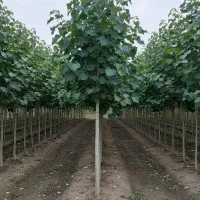 نهال سپیدار سریع‌الرشد با گارانتی کیفیت