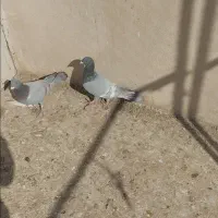 نرو ماده خطی