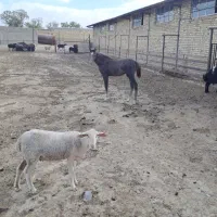 اجاره-و-رهن-گاوداری