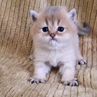 گربه های خانگی اصیل