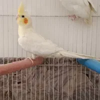 جفت عروس لوتینو|پرنده|مشهد, یاس|دیوار