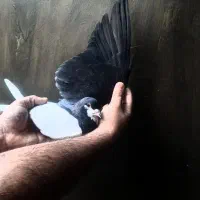 کبوتر رنگی چپی سیاه|پرنده|دیلم, |دیوار