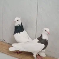 طوقی