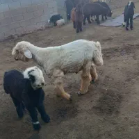 بره قوچ