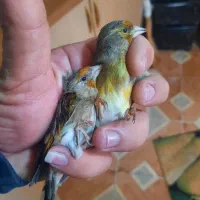 دو عدد سهره قناری دهن سهره لر سلیمانی