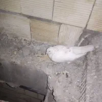 یک جوفت کمتر کاشونی تازه هم توخم دارن