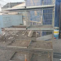 قفس پژاوند ۸خان