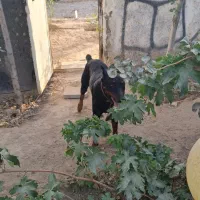 گمشده دوقلده یگ دوبرمن