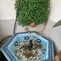 حوضچه زیبا همراه ماهی ها و پمپ