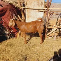 دوتا بز رشتی اوست ضمانتی مایه کردن