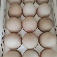 20 عدد تخم اردک اسرایلی نطفه دار