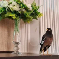 مرغ مینا گمشده در محدوده شهرک بوستان