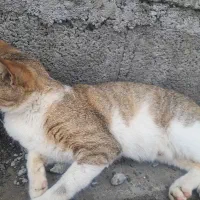 گربه|گربه|توکهور, |دیوار