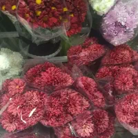 گل داودی ویژه شب یلدا فقط ۷۰هزار تومن|گل و گیاه طبیعی|ملایر, |دیوار