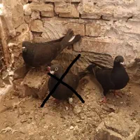 زاغ|پرنده|مشهد, شهرآرا|دیوار