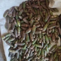 بلوط ۶۰۰ تومان|گل و گیاه طبیعی|کوهدشت, |دیوار