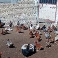 مرغ تخم گذار