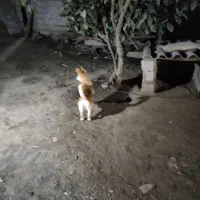 سلام یه سگ پاکوتاه فروشی