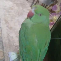 ملنگو گمشده