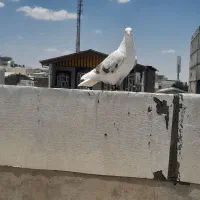 کبوتر بی کاکل کاغذی