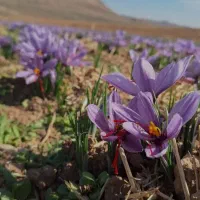 زعفرون درجه یک