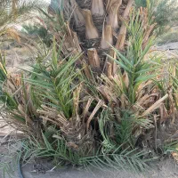 فروش پاجوش پیارم