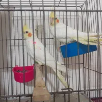 عروس هلندی‌لوتینو‌چشم‌شرابی