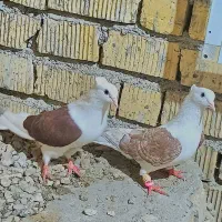 جفت کبوتر دوکت سرخ کلکسیونی پاک پاک