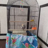 نرومادهعروسضمانتتخموجوجهباتماموسایلوقفس