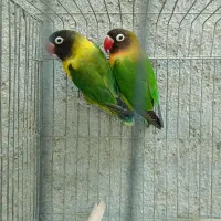 طوطی برزیلی فیشر یقه زرد