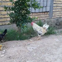 خروس گلین