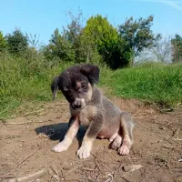 حیوانات خانگی|سگ|تهران, صادقیه|دیوار