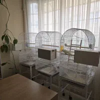فروش عروس هلندی|پرنده|مشهد, کوه سنگی|دیوار