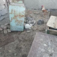 فروش خرگوش