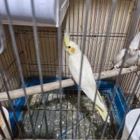 جوجه عروس هلندی