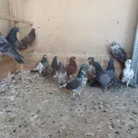 کفتر پرشی سبز و سرخ|پرنده|قم, نیروگاه|دیوار