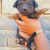 واگذاری سگ پاکوتاه|سگ|گنبد کاووس, |دیوار