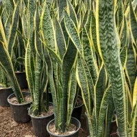 فروش عمده گل های آپارتمانی